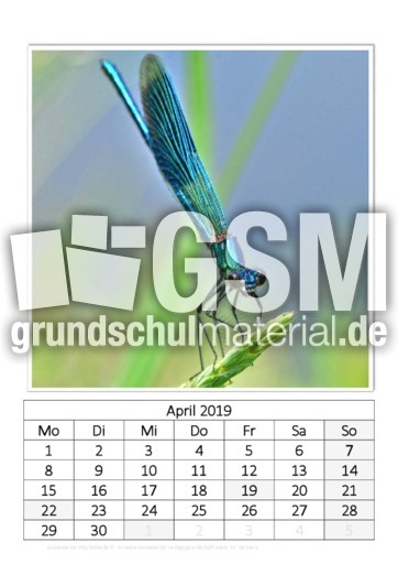 April_Gebänderte Prachtlibelle.pdf
